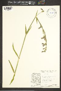 Silene scouleri image