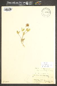 Trifolium longipes image