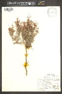 Eriogonum pulchrum image