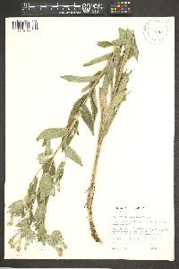 Lithospermum thuberi image