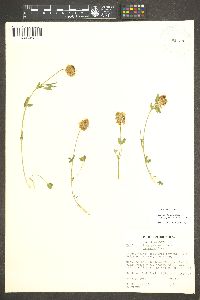 Trifolium longipes image