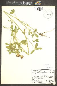 Trifolium wormskioldii image