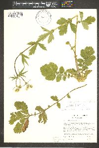 Geum macrophyllum image