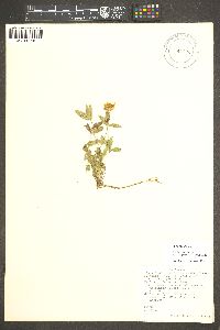 Trifolium longipes image