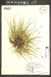 Carex rossii image