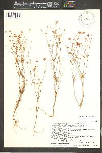 Eriogonum pharnaceoides image