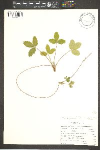 Fragaria virginiana subsp. glauca image