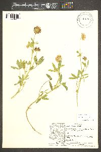 Trifolium wormskioldii image