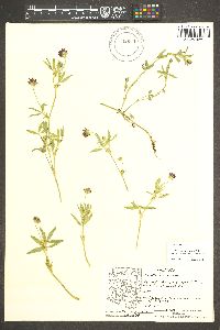 Trifolium mucronatum image