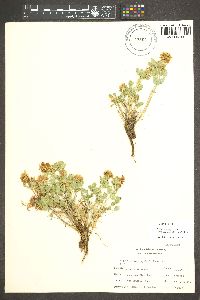 Trifolium longipes image