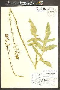 Eruca vesicaria subsp. sativa image