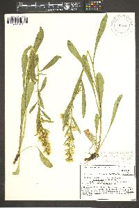 Solidago simplex var. spathulata image