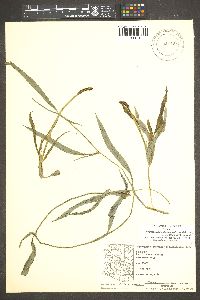 Image of Potamogeton montezumawellensis