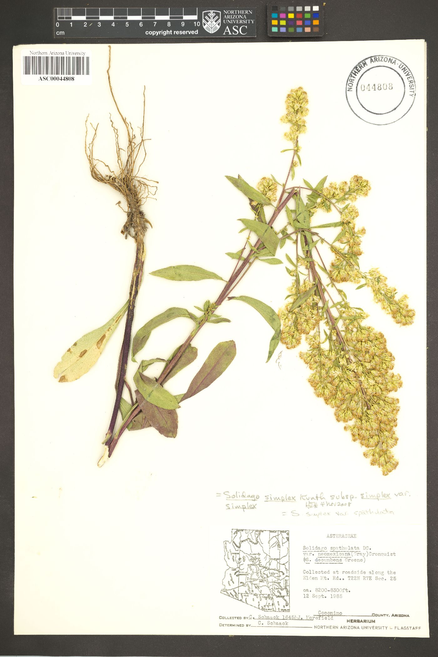 Solidago simplex var. spathulata image