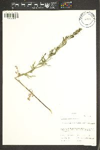 Ambrosia acanthicarpa image