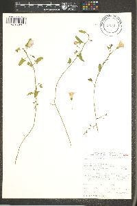 Convolvulus arvensis image