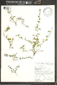 Convolvulus arvensis image