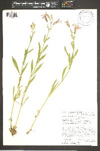 Silene laciniata subsp. greggii image