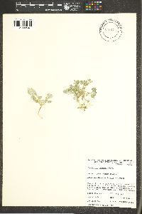 Chenopodium fremontii image