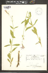 Silene laciniata subsp. greggii image