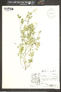 Corydalis aurea subsp. occidentalis image