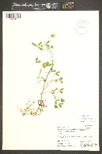 Trifolium wormskioldii image