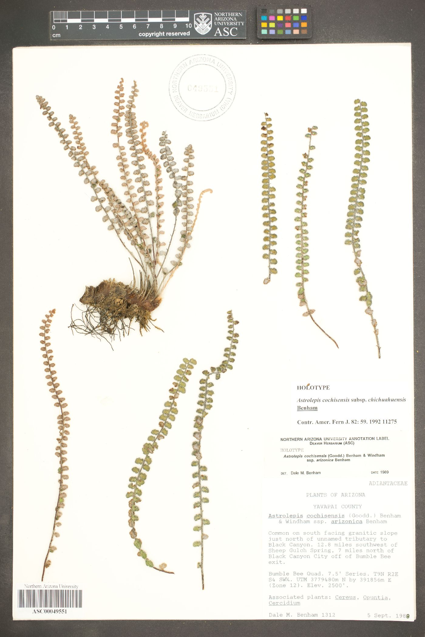 Astrolepis cochisensis subsp. arizonica image