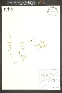 Potamogeton foliosus subsp. foliosus image