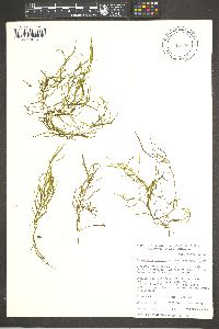 Potamogeton foliosus subsp. foliosus image