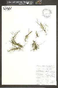 Potamogeton foliosus subsp. foliosus image