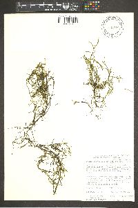 Potamogeton foliosus subsp. foliosus image