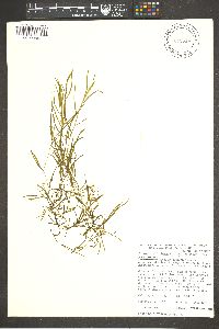 Potamogeton foliosus subsp. foliosus image