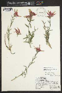 Castilleja tenuiflora image