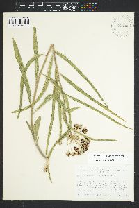 Asclepias asperula image