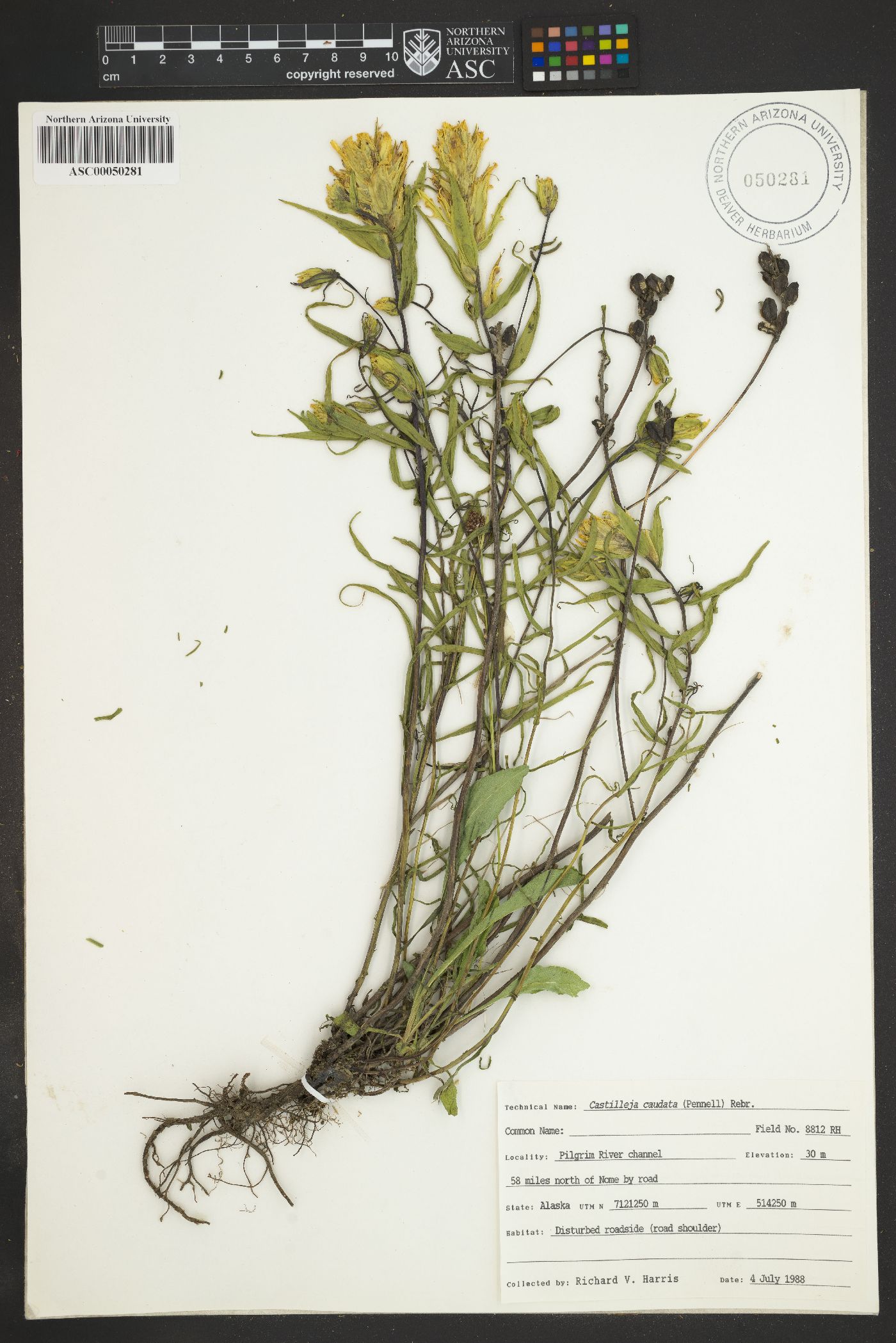 Castilleja caudata image