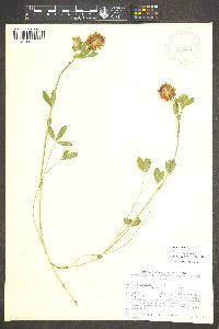 Trifolium longipes image