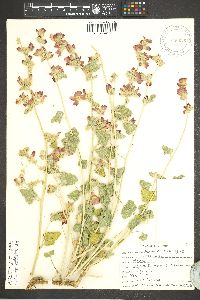 Sphaeralcea ambigua image