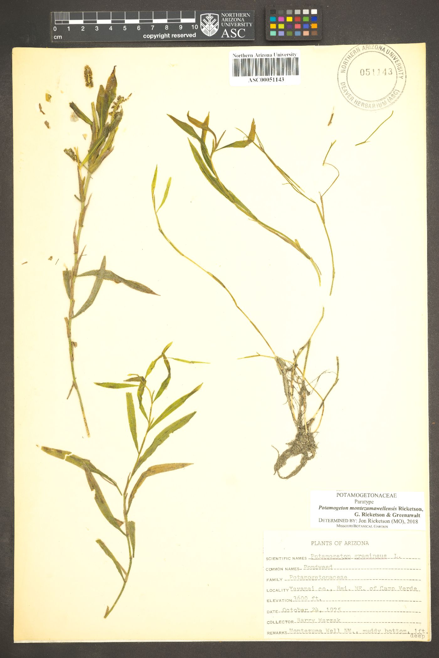 Potamogeton montezumawellensis image