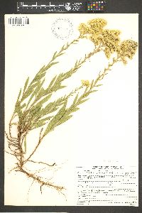 Solidago velutina image