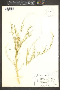 Chenopodium leptophyllum image