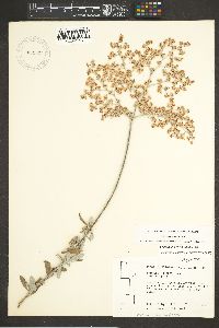 Eriogonum annuum image