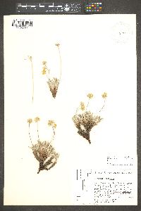 Eriogonum lachnogynum image