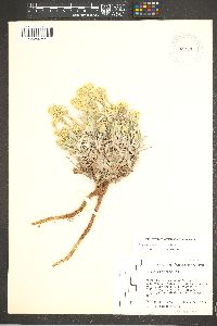 Physaria newberryi var. newberryi image