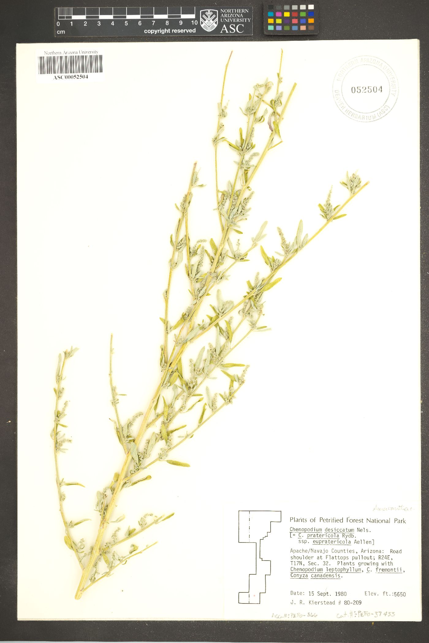 Chenopodium desiccatum image