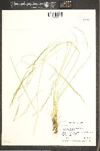 Deschampsia elongata image