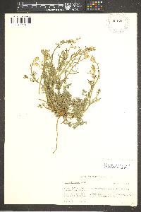 Corydalis aurea image