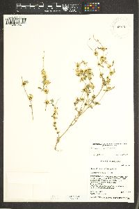 Ambrosia acanthicarpa image