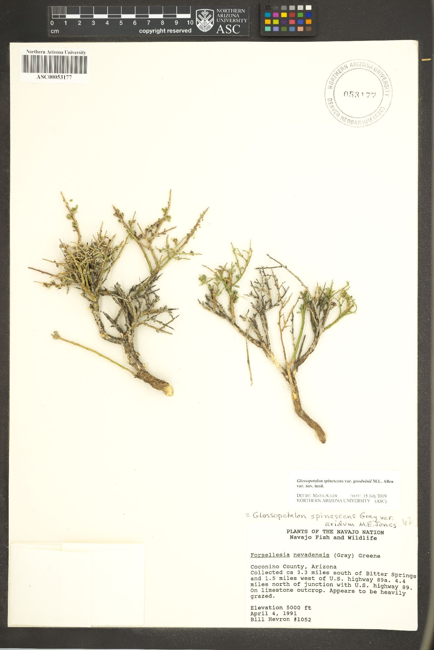 Glossopetalon spinescens var. goodwinii image