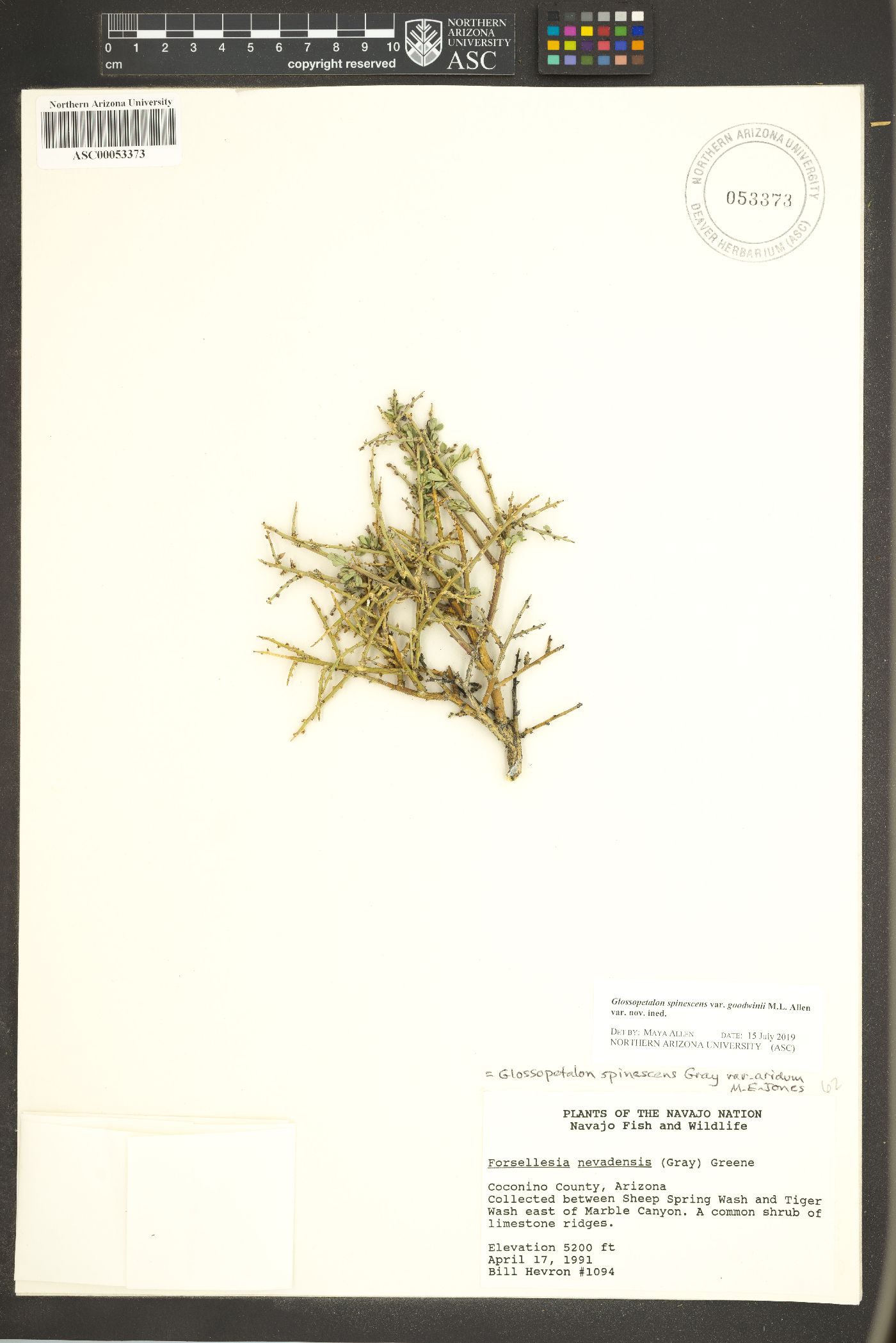 Glossopetalon spinescens var. goodwinii image