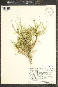 Glossopetalon spinescens var. aridum image